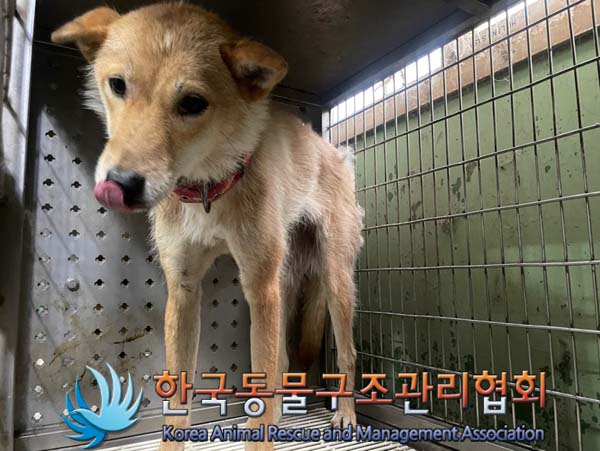종료(안락사) 믹스…